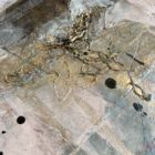 emmadepolnay_sense_of_seaiii